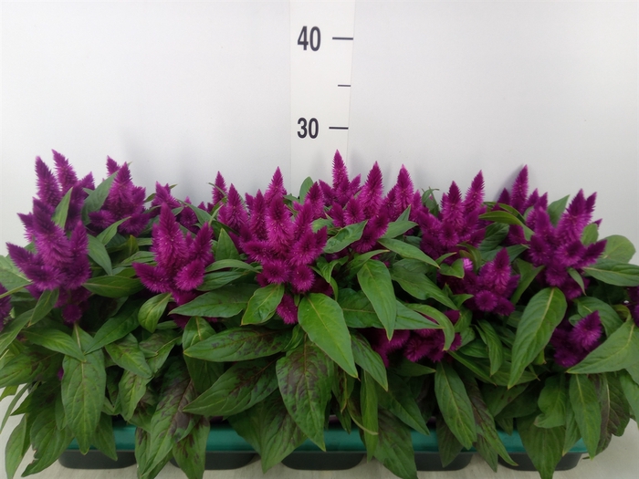 <h4>Celosia spic. 'Intenz'</h4>