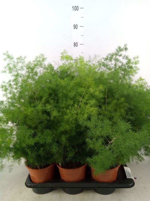 <h4>Asparagus umbellatus</h4>