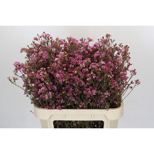 Chamelaucium Painted Lady