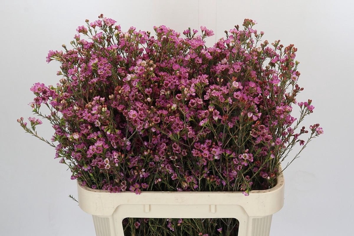 <h4>Chamelaucium Painted Lady</h4>