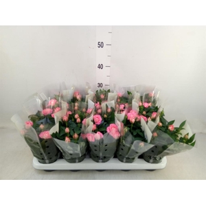 Rosa  'Fame Kordana'