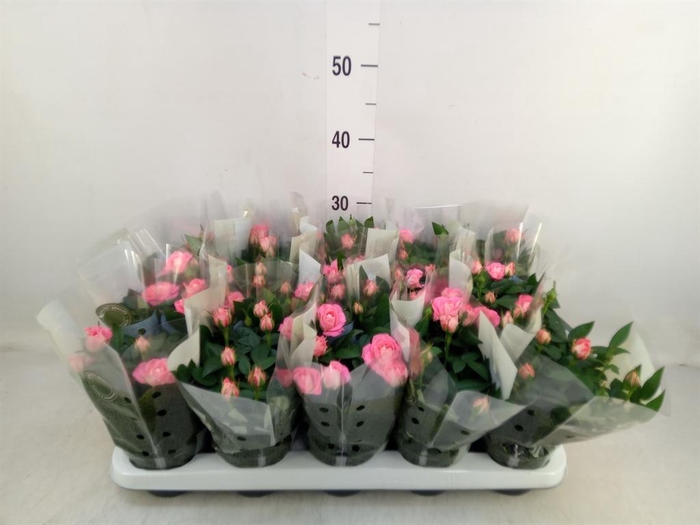 <h4>Rosa 'Fame Kordana'</h4>