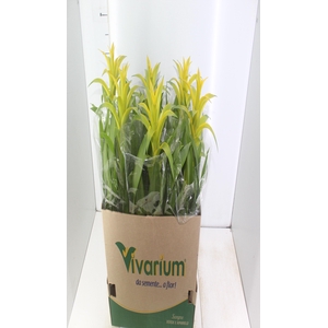 GUZMANIA AMARELA P14
