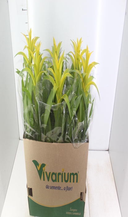<h4>GUZMANIA AMARELA P14</h4>