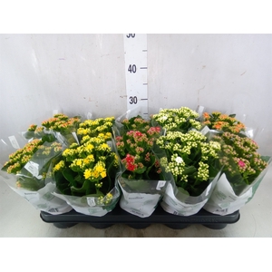 Kalanchoe blos. 'Rosalina'  ..mix 5