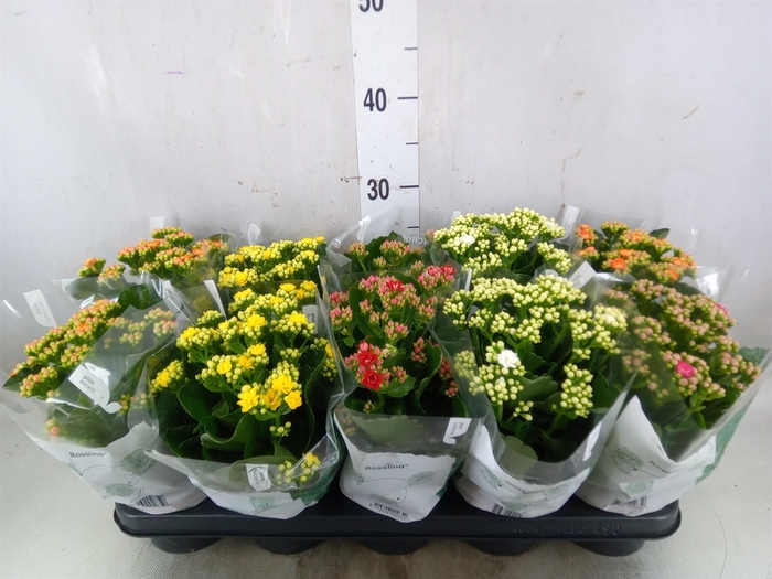 <h4>Kalanchoe blos. 'Rosalina'  ..mix 5</h4>