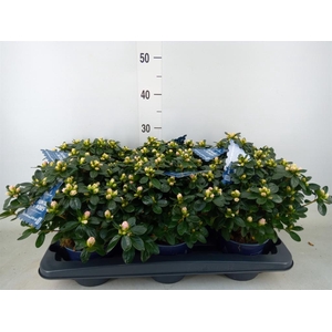 Rhododendron sim. 'Hor Class Bicol'