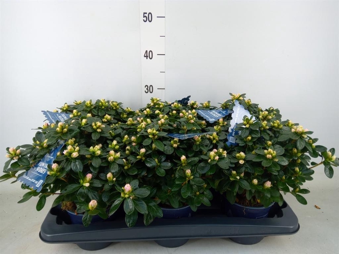 <h4>Rhododendron sim. 'Hor Class Bicol'</h4>