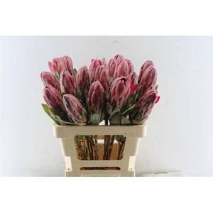 PROTEA OV PER STUK