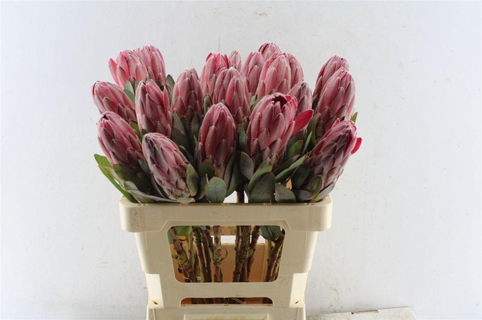 <h4>PROTEA OV PER STUK</h4>