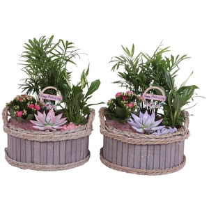 Mothersday Arr. Indoor Wooden Pot Waterhyacinth Rim Ø25cm 4PP