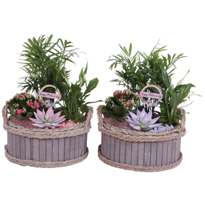 Mothersday Arr. Indoor Wooden Pot Waterhyacinth Rim Ø25cm 4PP
