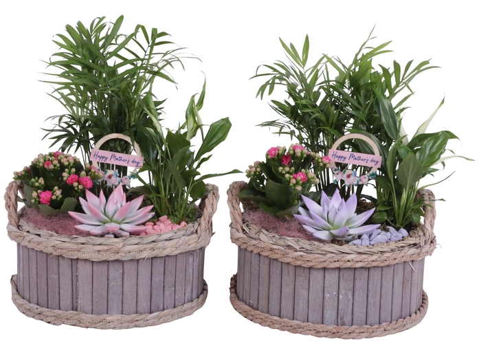 <h4>Mothersday Arr. Indoor Wooden Pot Waterhyacinth Rim Ø25cm 4PP</h4>