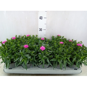Dianthus car. 'Peman'