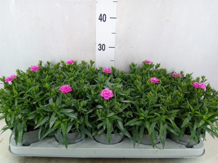 <h4>Dianthus car. 'Peman'</h4>