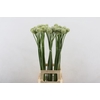 Allium Ampeloprasum