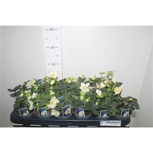 Hell Ni Chr Carol 6+