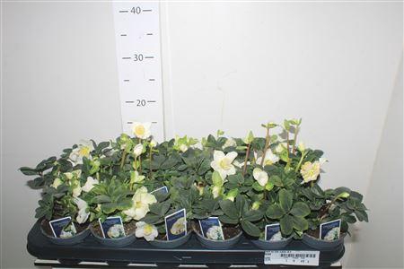 <h4>Hell Ni Chr Carol 6+</h4>