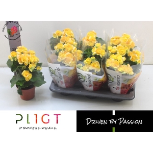 Begonia half Nadine 14Ø 31cm