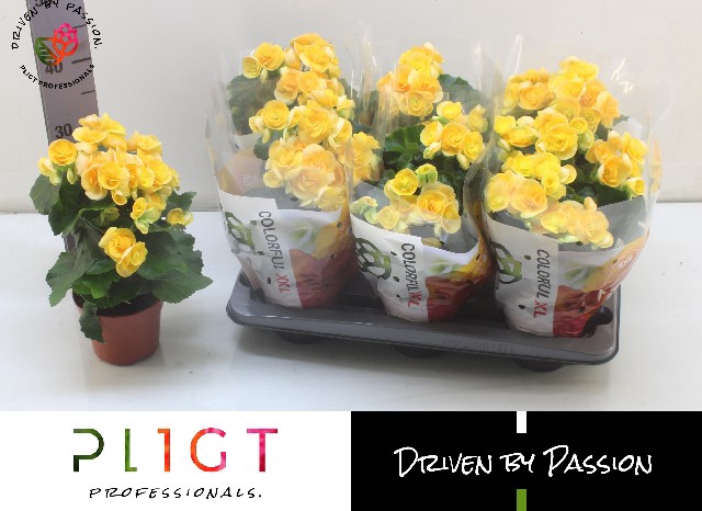 Begonia half Nadine 14Ø 31cm