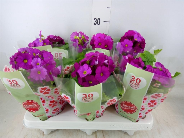 <h4>Primula obcon. 'Touch Me Red'</h4>