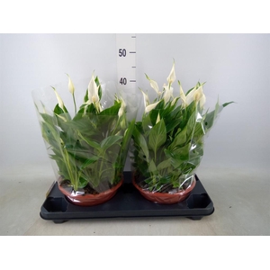 Spathiphyllum  'Bellini'