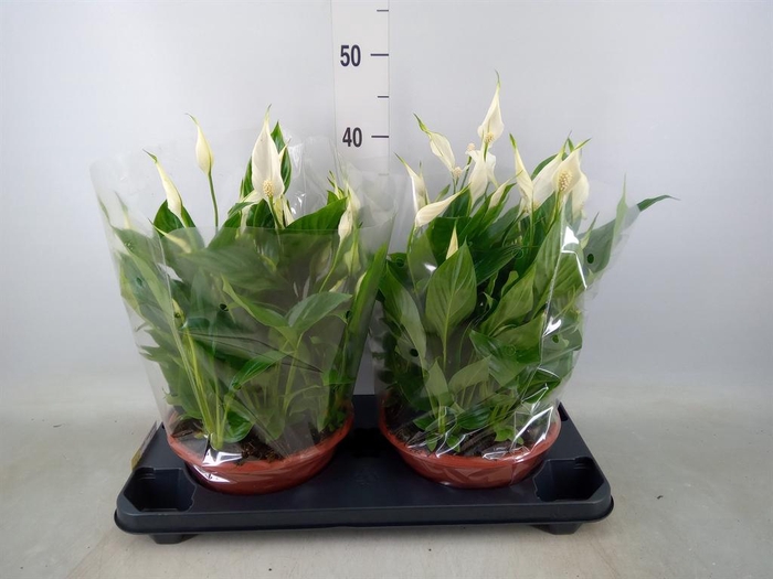 <h4>Spathiphyllum  'Bellini'</h4>