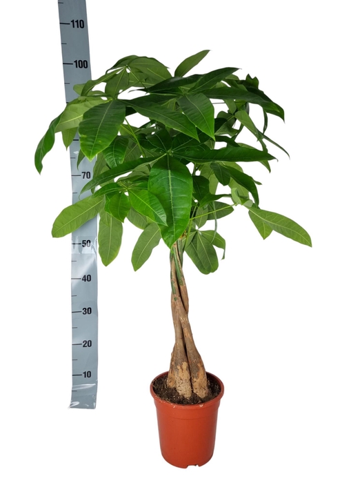<h4>pachira Aquatica 19 cm 50 hout</h4>