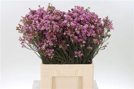 <h4>Chamelauc Adi Pink</h4>