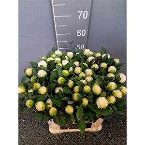 Paeo L Bridal Shower 60 Cm