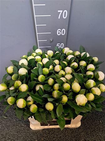 <h4>Paeo L Bridal Shower 60 Cm</h4>