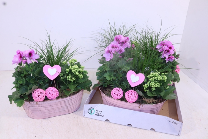 <h4>ARR TUINPLANTEN</h4>