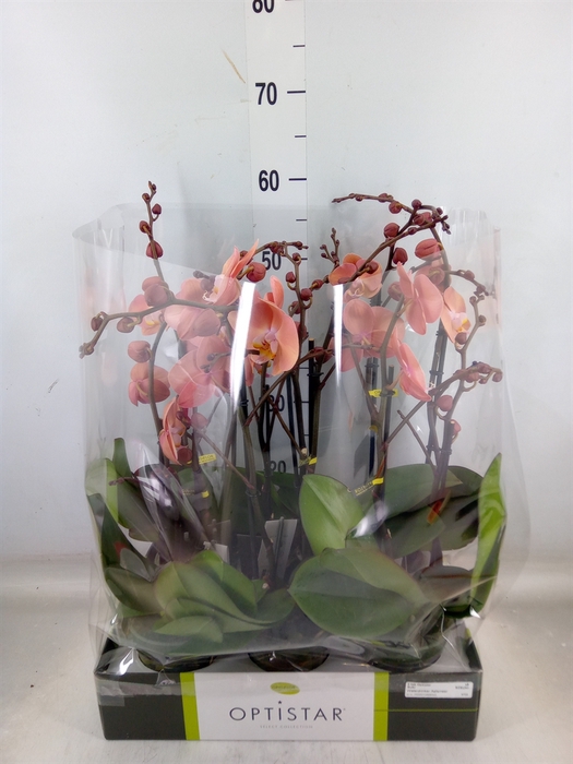 <h4>Phalaenopsis   ...orange</h4>