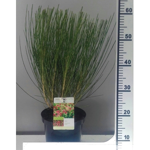 Cytisus Boskoop ruby