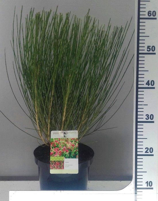 <h4>Cytisus Boskoop ruby</h4>