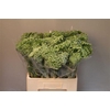 Ammi Visnaga