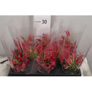 Gloriosa Rothschild Short