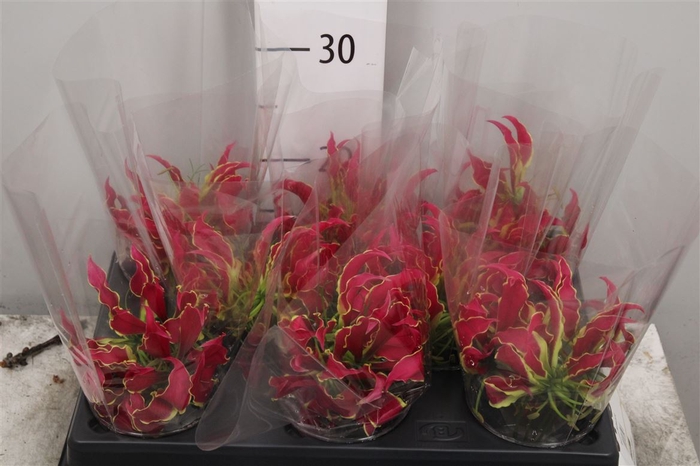 <h4>Gloriosa Rothschild Short</h4>