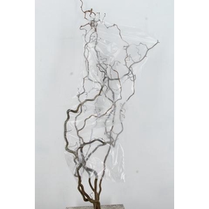 CORYL AV CONTORTA 2 JARIG 140CM