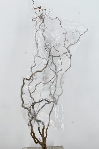 <h4>CORYL AV CONTORTA 2 JARIG 140CM</h4>