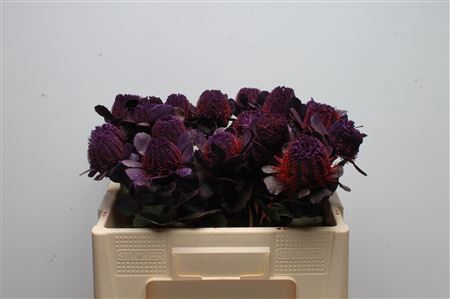 <h4>Banksia Coccinea Purple</h4>