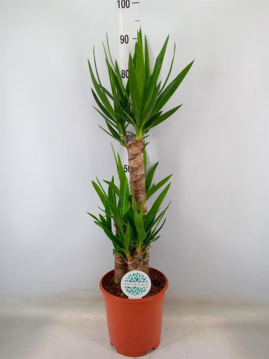 <h4>Yucca   ...</h4>