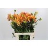 Dahlia Striped Vulcan