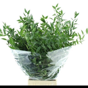 RUSCUS SOFT MIDDLE 120 GRAM