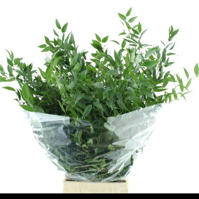 <h4>RUSCUS SOFT MIDDLE 120 GRAM</h4>