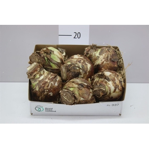 Hippeastrum Rood 36cm