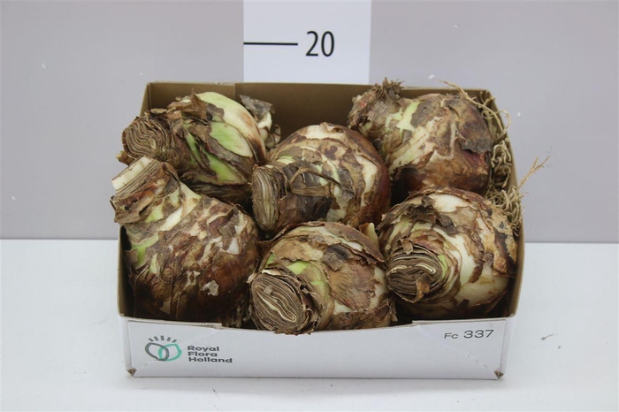 <h4>Hippeastrum Rood 36cm</h4>