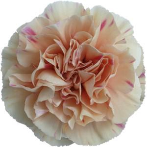 Dianthus st apple tea
