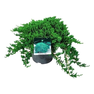 Juniperus proc. 'Nana'