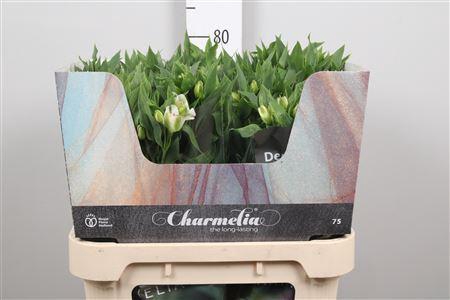 <h4>Alstroemeria flor. 'Charmelia Whit'</h4>